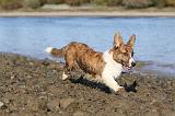 CORGI CARDIGAN 234